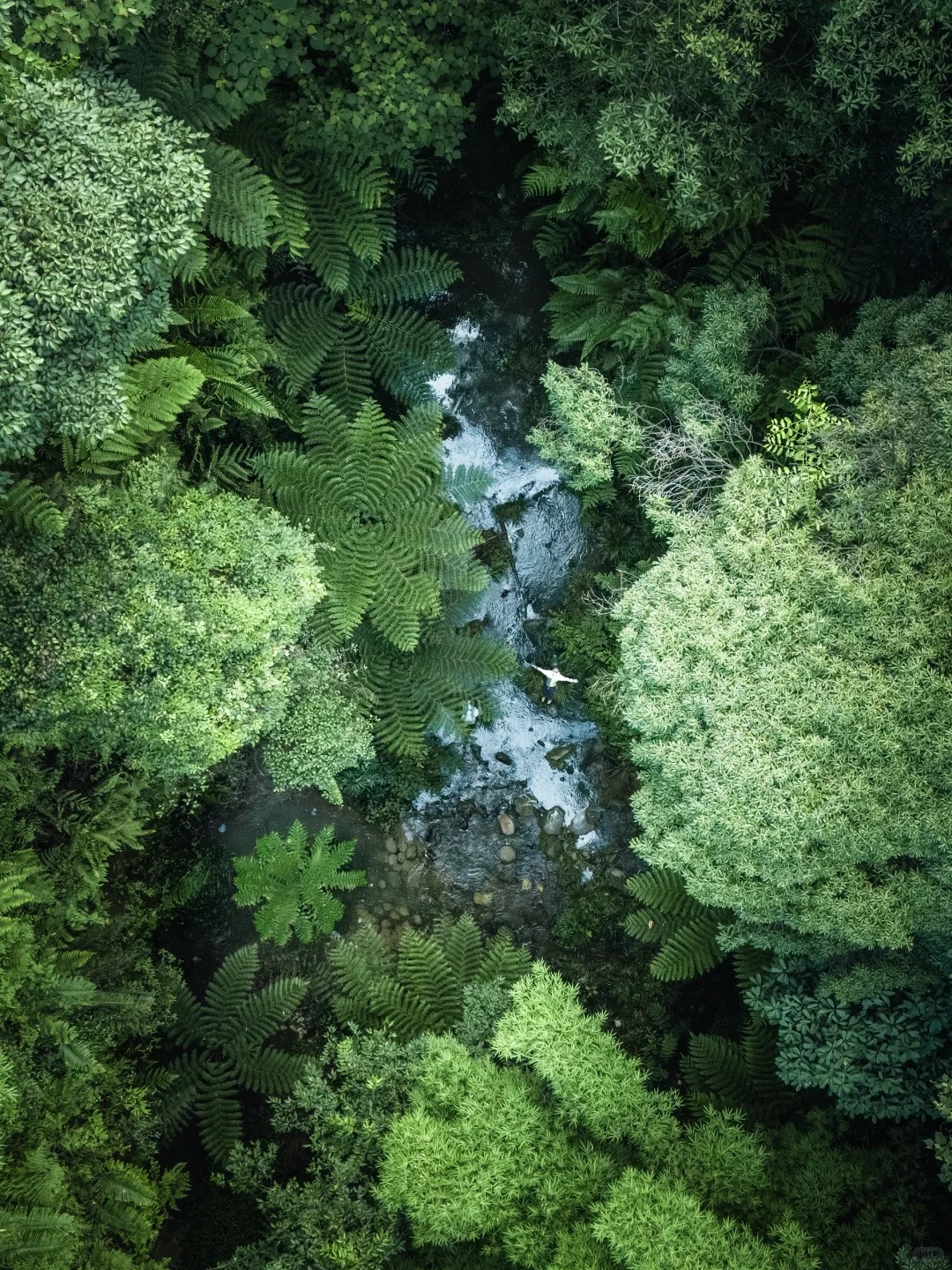 成都2h直达的雨林秘境❗夏天凉快到不想走❗_1_蟹老板Sheeran_西双版纳-森林-来自52tours 我爱旅游网